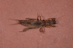 Gryllotalpa orientalis
