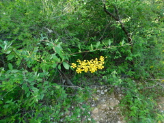 Gaudichaudia cynanchoides