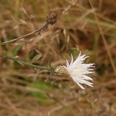 Centaurea diffusa