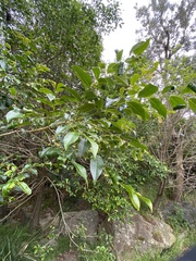 Glochidion ferdinandi