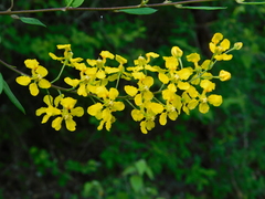 Gaudichaudia cynanchoides