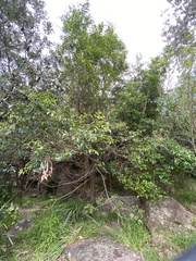 Glochidion ferdinandi