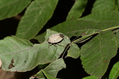 Hippotiscus dorsalis