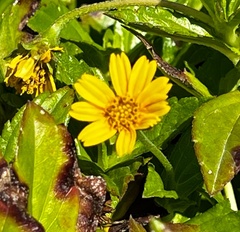 Sphagneticola trilobata