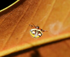 Poecilopachys australasia