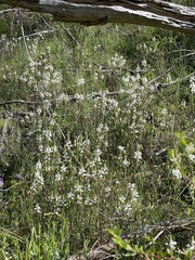 Euphrasia collina osbornii