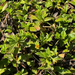 Sphagneticola trilobata