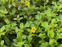 Sphagneticola trilobata