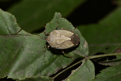 Hippotiscus dorsalis