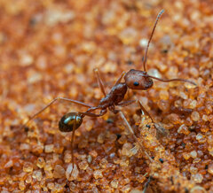 Ocymyrmex