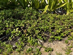 Sphagneticola trilobata