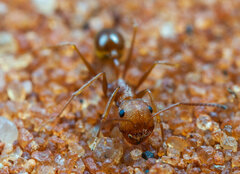Ocymyrmex