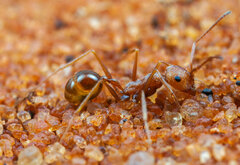 Ocymyrmex