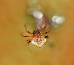 Poecilopachys australasia