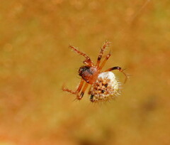 Poecilopachys australasia