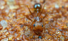 Ocymyrmex