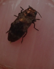 Diphucrania