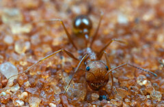 Ocymyrmex