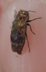 Diphucrania