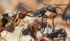 Ocymyrmex