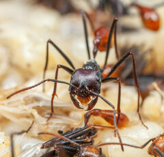 Ocymyrmex