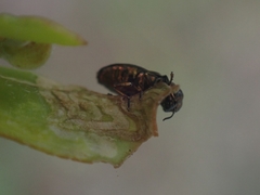 Diphucrania