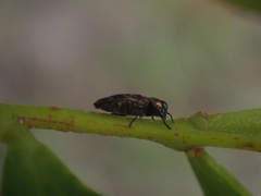 Diphucrania