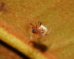 Poecilopachys australasia