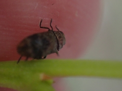 Diphucrania