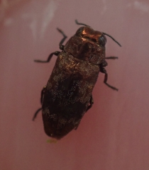 Diphucrania