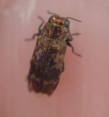 Diphucrania