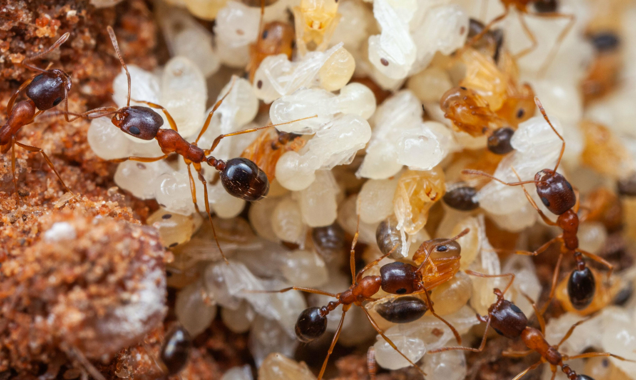 Monomorium viator