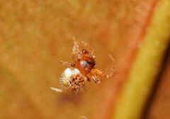 Poecilopachys australasia