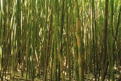 Phyllostachys nigra