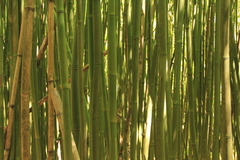 Phyllostachys nigra