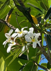 Plumeria obtusa