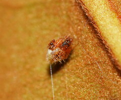 Poecilopachys australasia