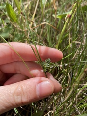 Carex inversa