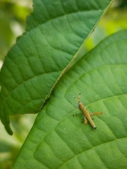 Pirithoicus ophthalmicus