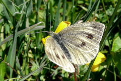 Pieris bryoniae