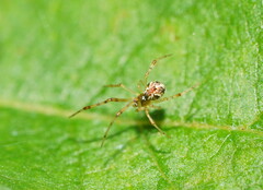 Theridion pyramidale