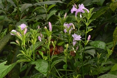 Strobilanthes