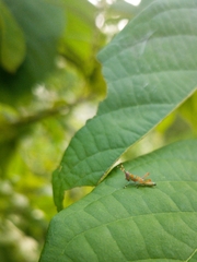 Pirithoicus ophthalmicus