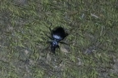 Scaphinotus interruptus