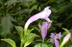 Strobilanthes