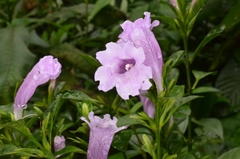 Strobilanthes