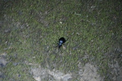 Scaphinotus interruptus