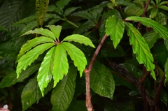 (c) Eugene Popov, some rights reserved (CC BY) Begonia hemsleyana, photograph (c) Eugene Popov, some rights reserved (CC BY)