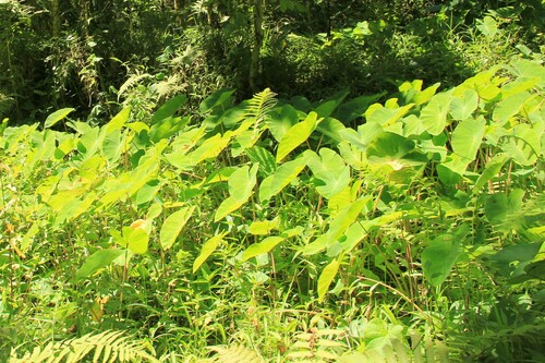 Colocasia esculenta observed 2015-03-10