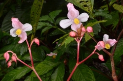 Hemsley's begonia (Begonia hemsleyana)